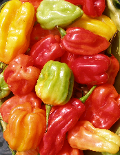 Willies chillies